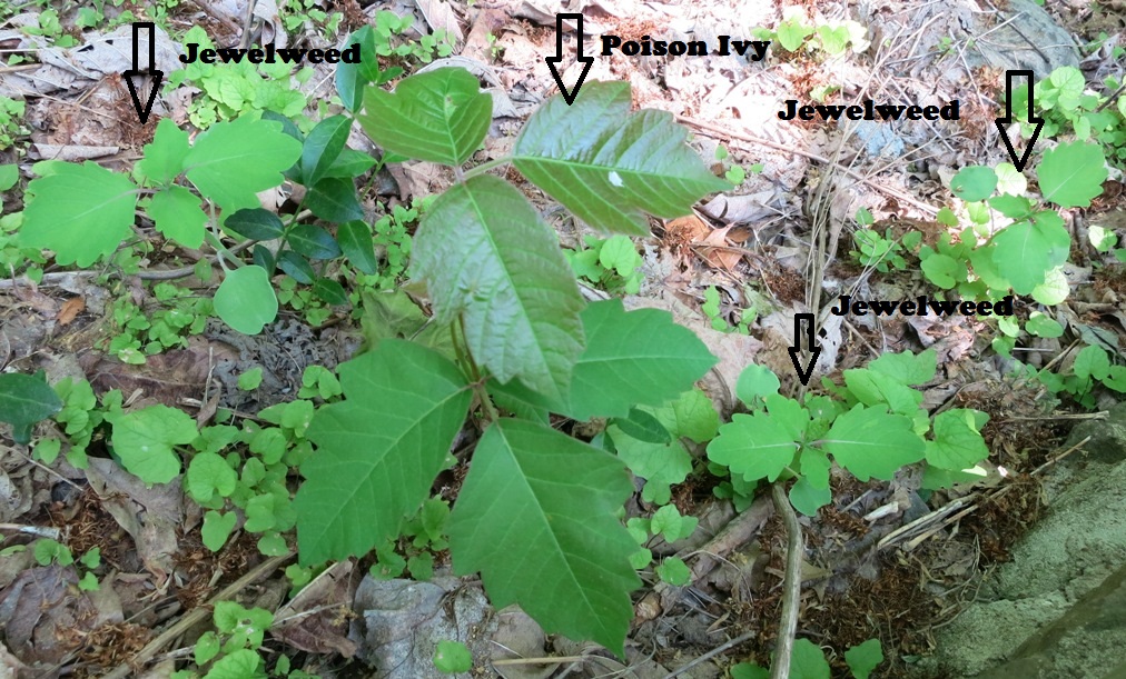 Jewelweed is a great remedy for Poison Ivy I Just Gotta Share…